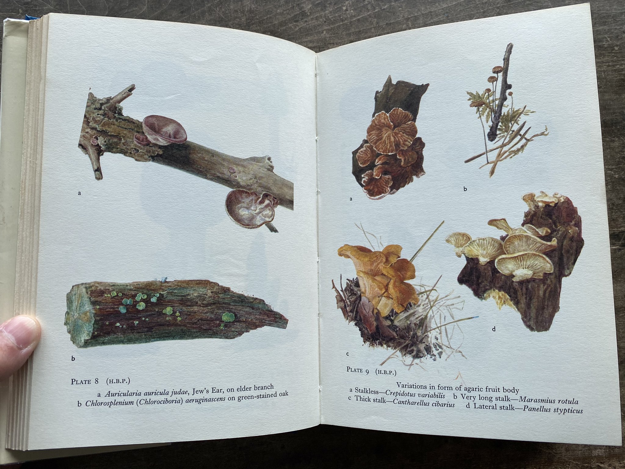 1898- ビアトリクス・ポター 洋書 画集  ビンテージ ビアトリクス・ポターの生涯 | folklora