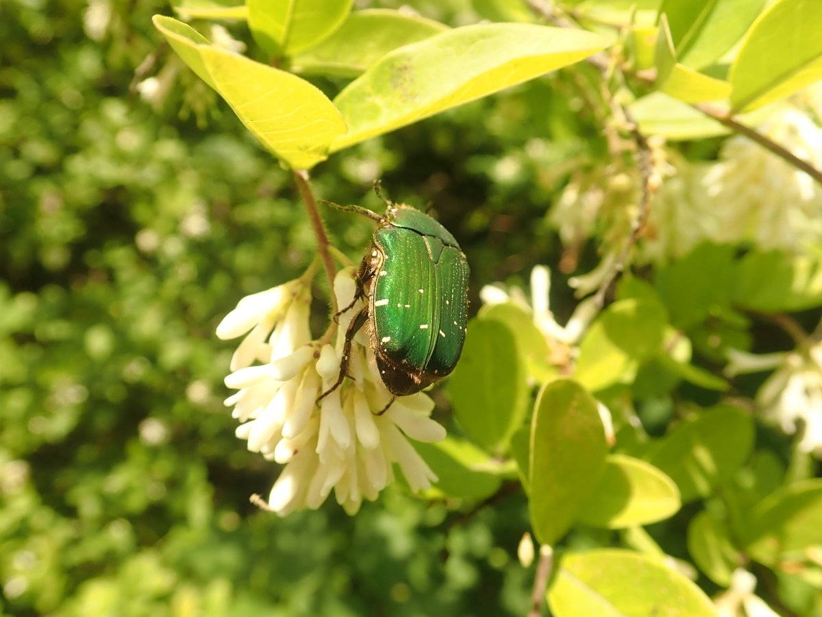好物樹木園でイボタノキの花が咲き始めました 白い房状の花は多くの昆虫を引き寄せます さっそく アオハナムグリやコアオハナムグ 21 06 03 東区の動植物園 水族館 広島市森林公園こんちゅう館 まいにちを豊かに りっち