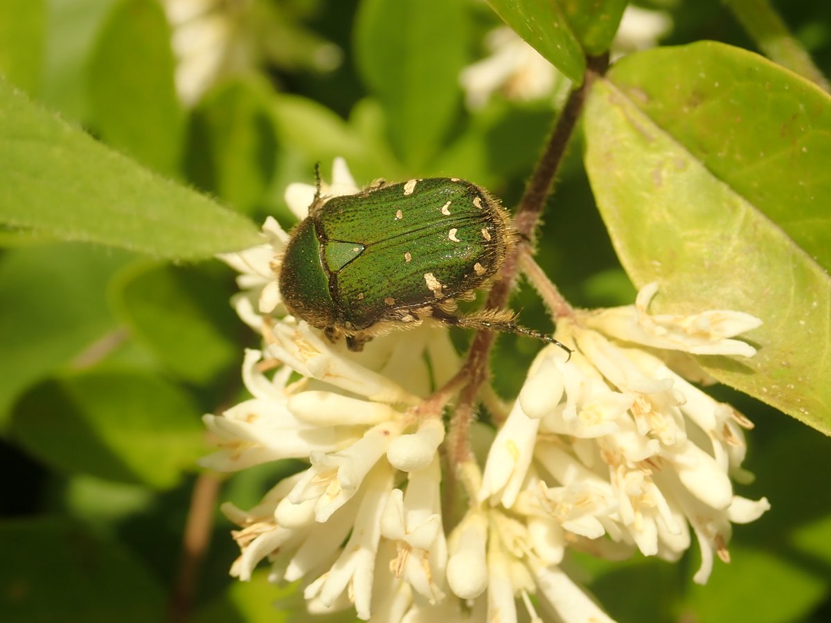 好物樹木園でイボタノキの花が咲き始めました 白い房状の花は多くの昆虫を引き寄せます さっそく アオハナムグリやコアオハナムグ 21 06 03 東区の動植物園 水族館 広島市森林公園こんちゅう館 まいにちを豊かに りっち