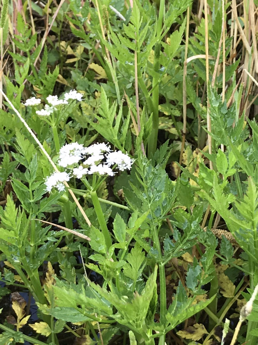 セリ Trsene V Twitter