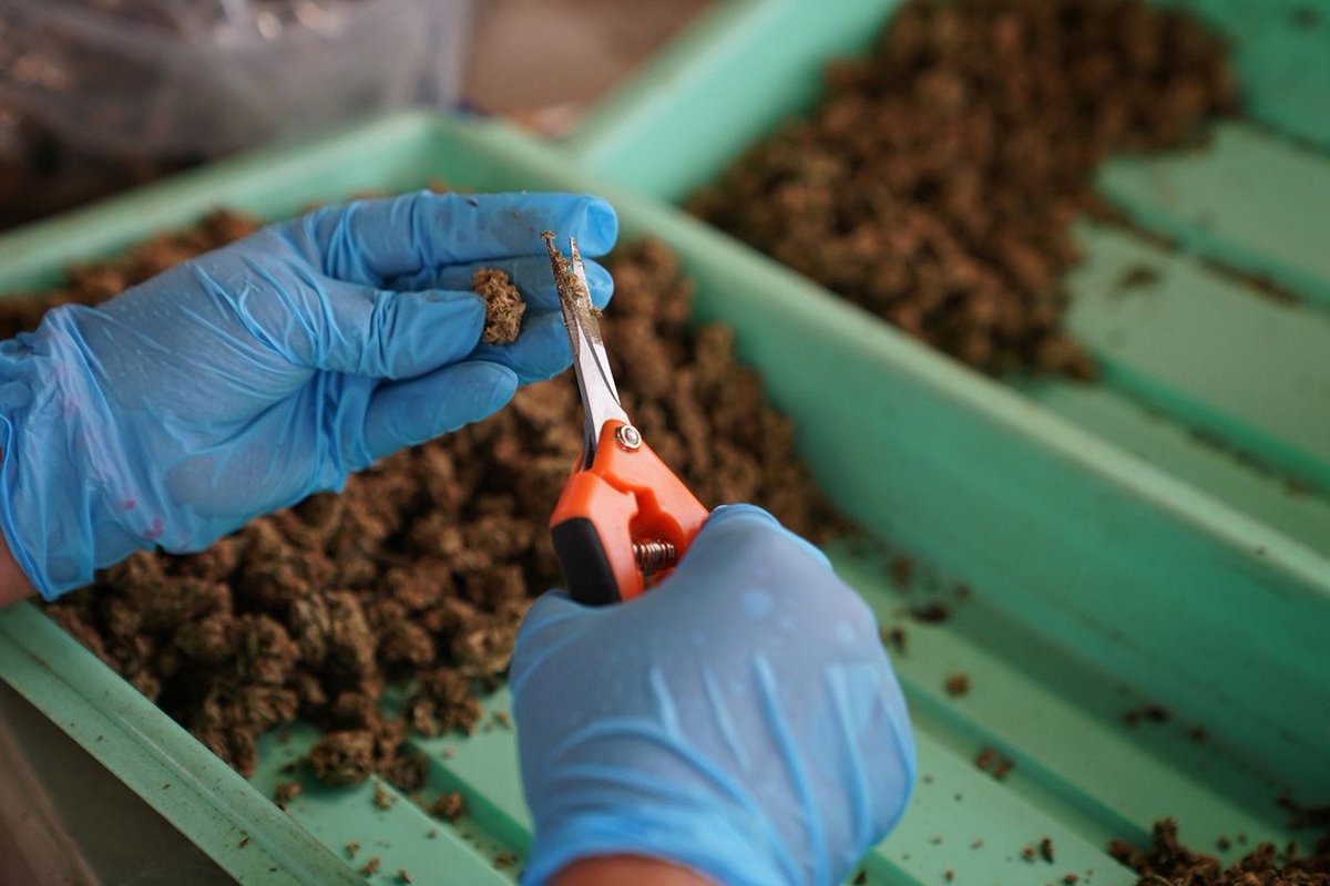 Cannabis producers are pushing to clamp down on Delta-8 THC trib.al/wKP6ejQ