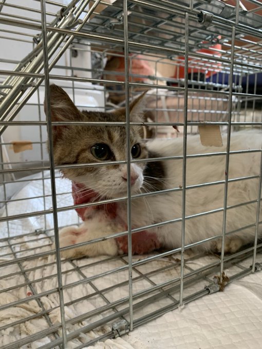 動物虐待 千葉県八千代市 猫の首に動くと締まる針金をつけるいたずら被害 過去にも同様の事件か まとめダネ 動物虐待 千葉県八千代市 猫の首に動くと締まる針金をつけるいたずら被害 過去にも同様の事件か まとめダネ