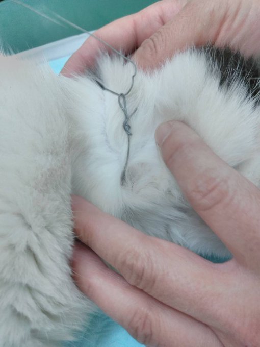 動物虐待 千葉県八千代市 猫の首に動くと締まる針金をつけるいたずら被害 過去にも同様の事件か まとめダネ 動物虐待 千葉県八千代市 猫の首に動くと締まる針金をつけるいたずら被害 過去にも同様の事件か まとめダネ