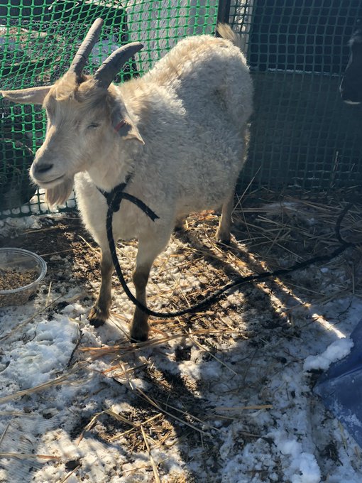 Come home to find out my goat Gertrude died last night. :/ I still have her baby storm. https://t.co<a href="/tag/findom"class="tags"><span>#findom</span></a><a href="/tag/findomme"class="tags"><span>#findomme</span></a><a href="/tag/domme"class="tags"><span>#domme</span></a><a href="/tag/paypig"class="tags"><span>#paypig</span></a><a href="/tag/cashcow"class="tags"><span>#cashcow</span></a>