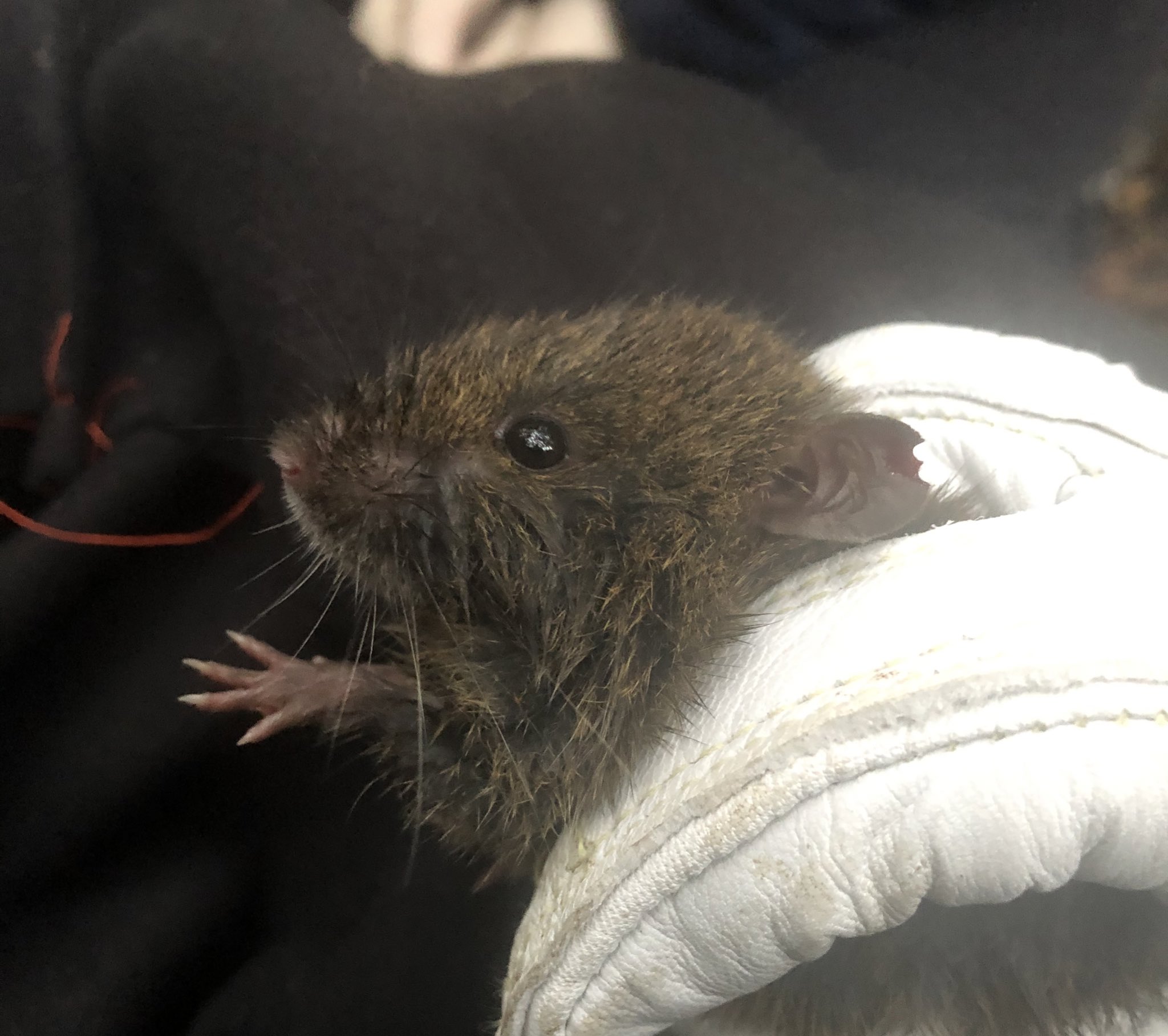 Dr Hamilton on Twitter: "This little cutie is a Australian rodent, a swamp rat They're also as velvet-furred rats in Tasmania, because they're so floofy! https://t.co/Xz24zRwfx4" / Twitter