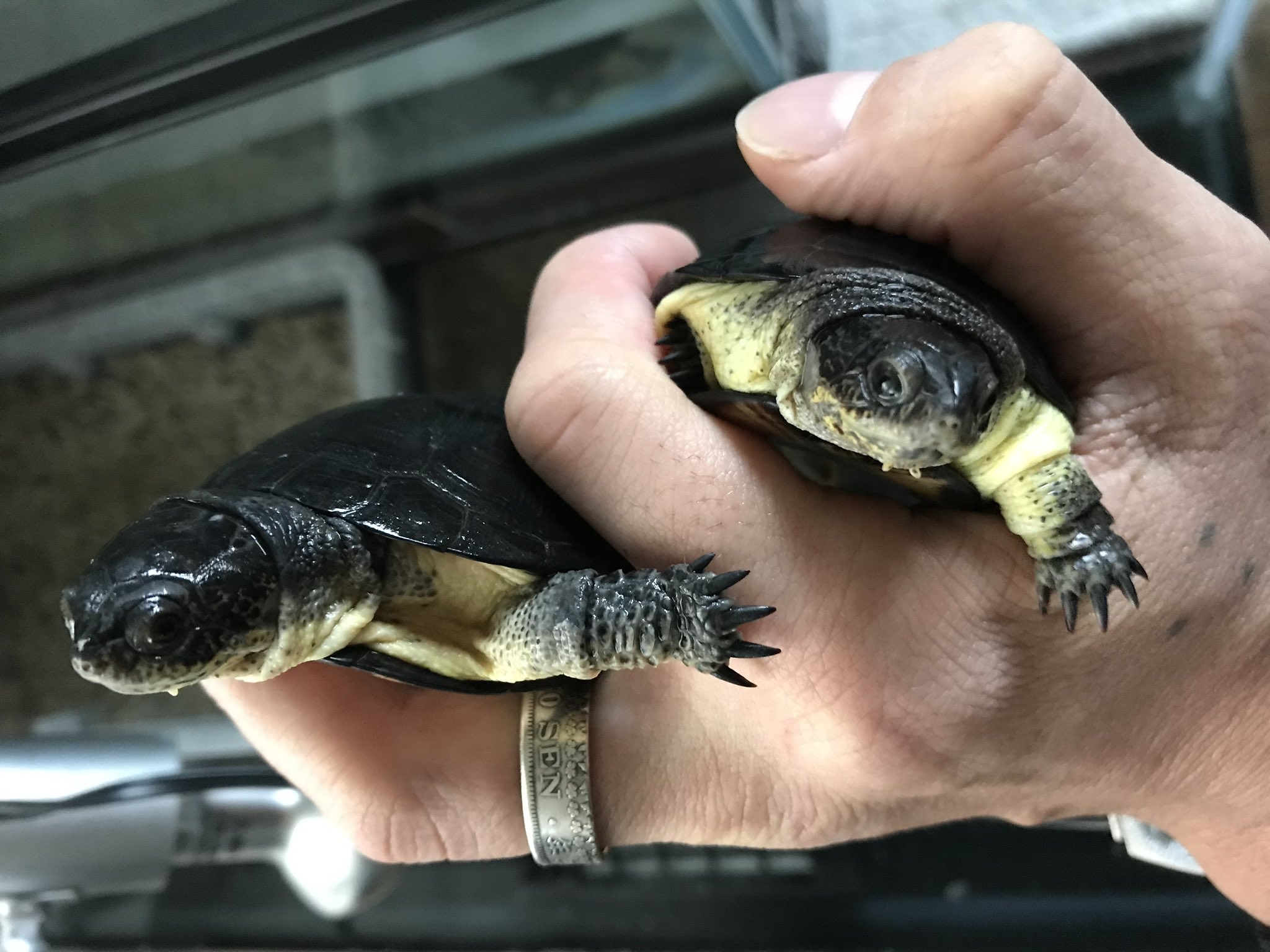 Star Box 566 ザンビア産ヒメハコヨコクビガメ ワイルドペア販売致します 産卵経験有り ５月に１クラッチ５個産卵 詳細はdmにて 宜しくお願い致します 爬虫類 販売 ヒメハコヨコクビガメ ヨコクビガメ ザンビア産 ワイルドペア ミズガメ