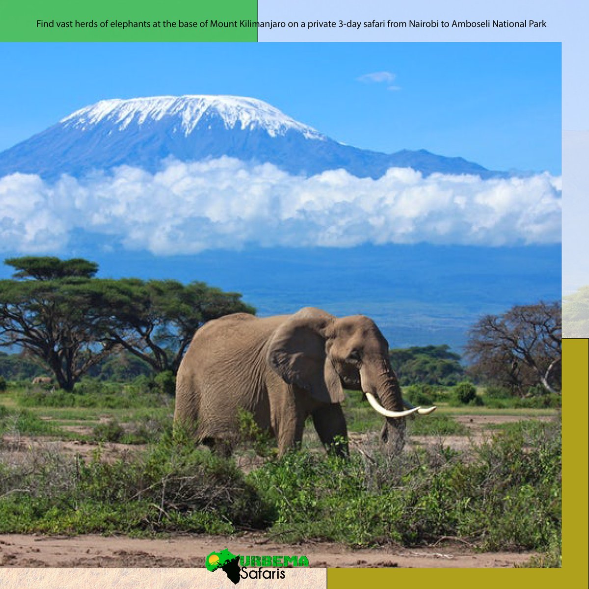 Find vast herds of elephants at the base of Mount Kilimanjaro on a private 3-day Safari from Nairobi to Amboseli National Park: ow.ly/sbBF50F1K3g

#safari #kenyasafari #wildlifephotography #amboselinationalpark #amboselielephants #magicalkenya #TembeaKenya
