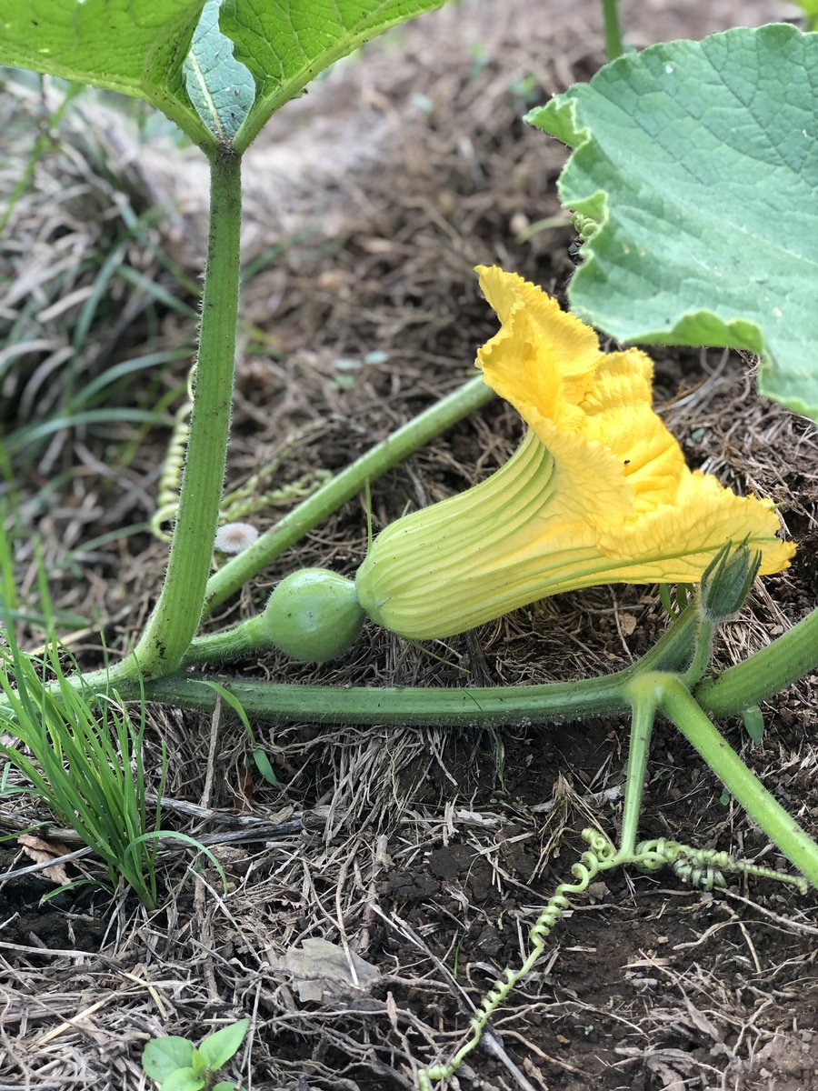 ファーム インさぎ山 على تويتر カボチャの花が咲いた 花にチーズを詰めてフリットにしても美味しいらしい ズッキーニの花のフリット美味しかった カボチャも美味しいらしい 次のワインのおつまみに カボチャの花