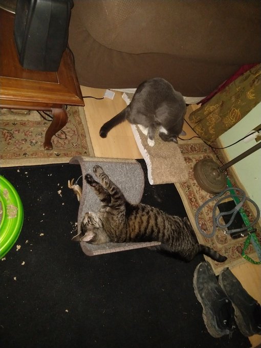 cat_nip