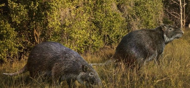 cronicasdefauna's tweet photo. Durante el Pleistoceno en la fauna del Caribe había perezosos terrestres, búhos gigantes, monos en los árboles y jutías gigantes. ¿Qué sucedió para que se extinguiera esta "micro-megafauna" caribeña? Si quieres saberlo, aquí: https://t.co/wwC0IjzvfO https://t.co/G5kggXRhJm