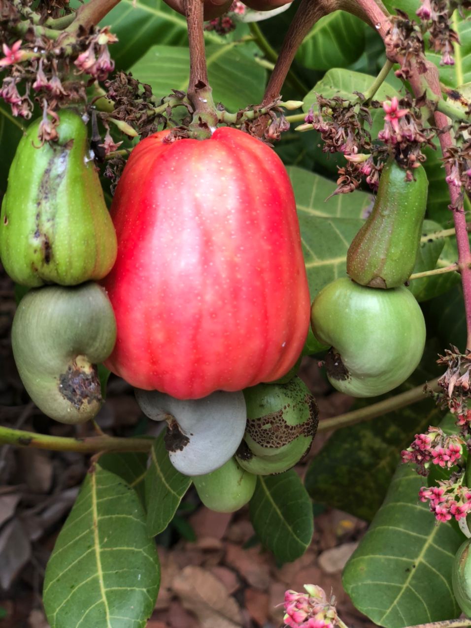 カンボジア カシューナッツ協会 Cac 日本支部 公式 Cambodia Cashew Twitter