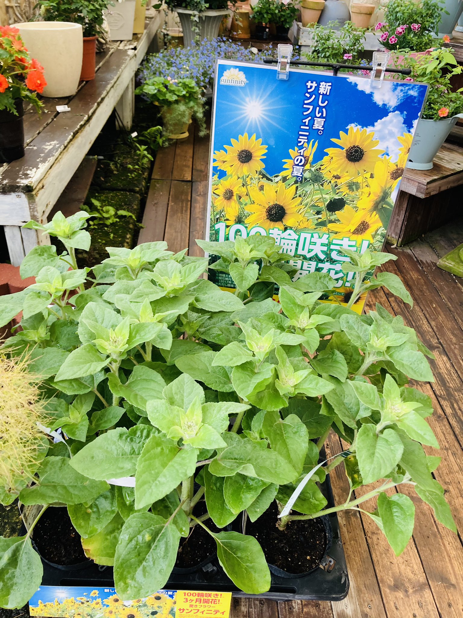 ガーデンマルシェ 下関 防府 على تويتر 下関店 ひまわり サンフィニテイ 100輪も 長く咲いてくれるひまわりですよ ガーデンマルシェ 下関 寄せ植え 園芸 ガーデニング 花屋 ガーデン 花のある暮らし 花のある生活 植物のある暮らし 花 庭