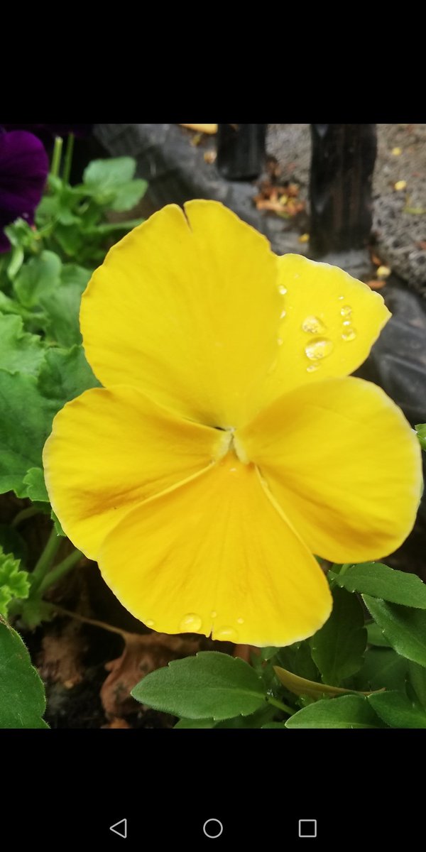 sinemoral74's tweet photo. İstanbul 'da Haziran 💛🌼💛 https://t.co/HnqmSZfSsu