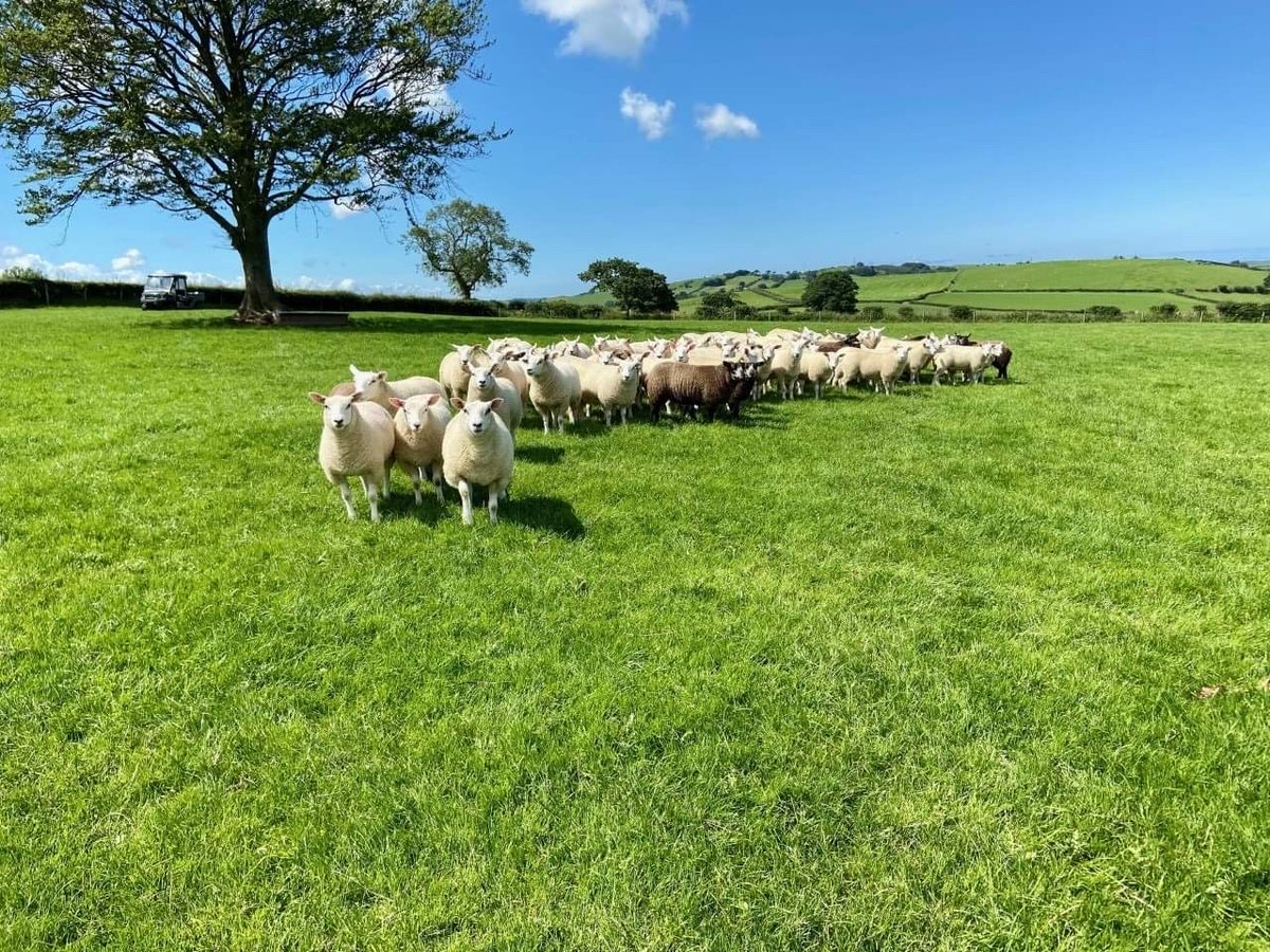 Lleyn Sheep Society tweet media
