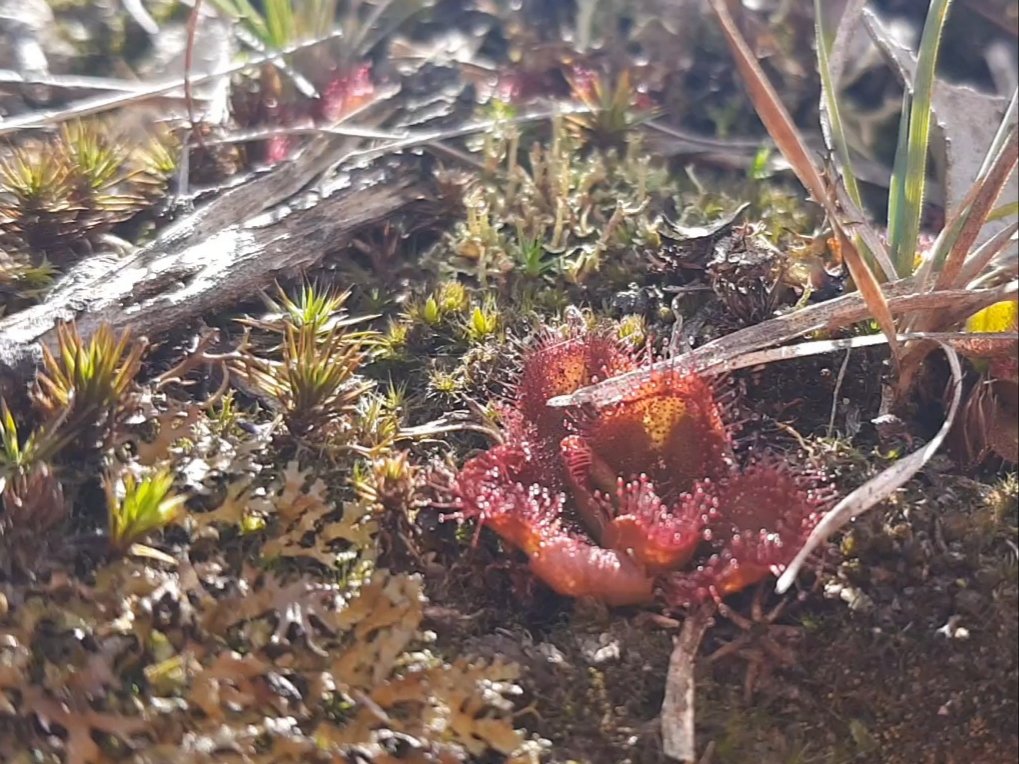 Paradoxa18's tweet image. Sundews popping up everywhere
Glistening 
#tinynature
#carnivorous