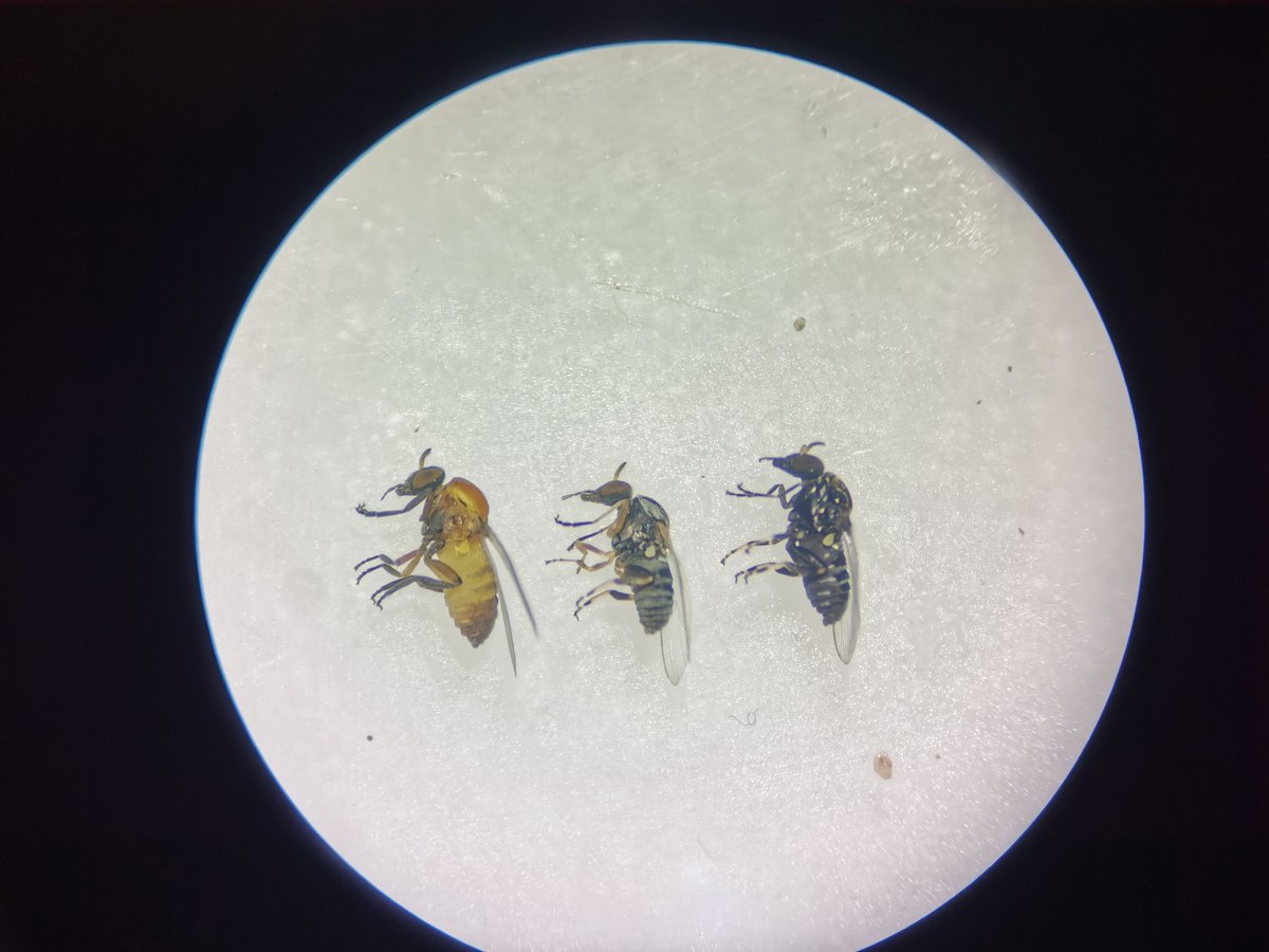 mikel_heredia's tweet photo. Working on black flies (Diptera: Simuliidae) from the Dominican Republic. Three interesting anthropophilic species are annoying pests in montaneous ecotourism places of the country. #blackflies #simulids #pests #simulium #nuisance #diptera https://t.co/k2IlDkWTSw