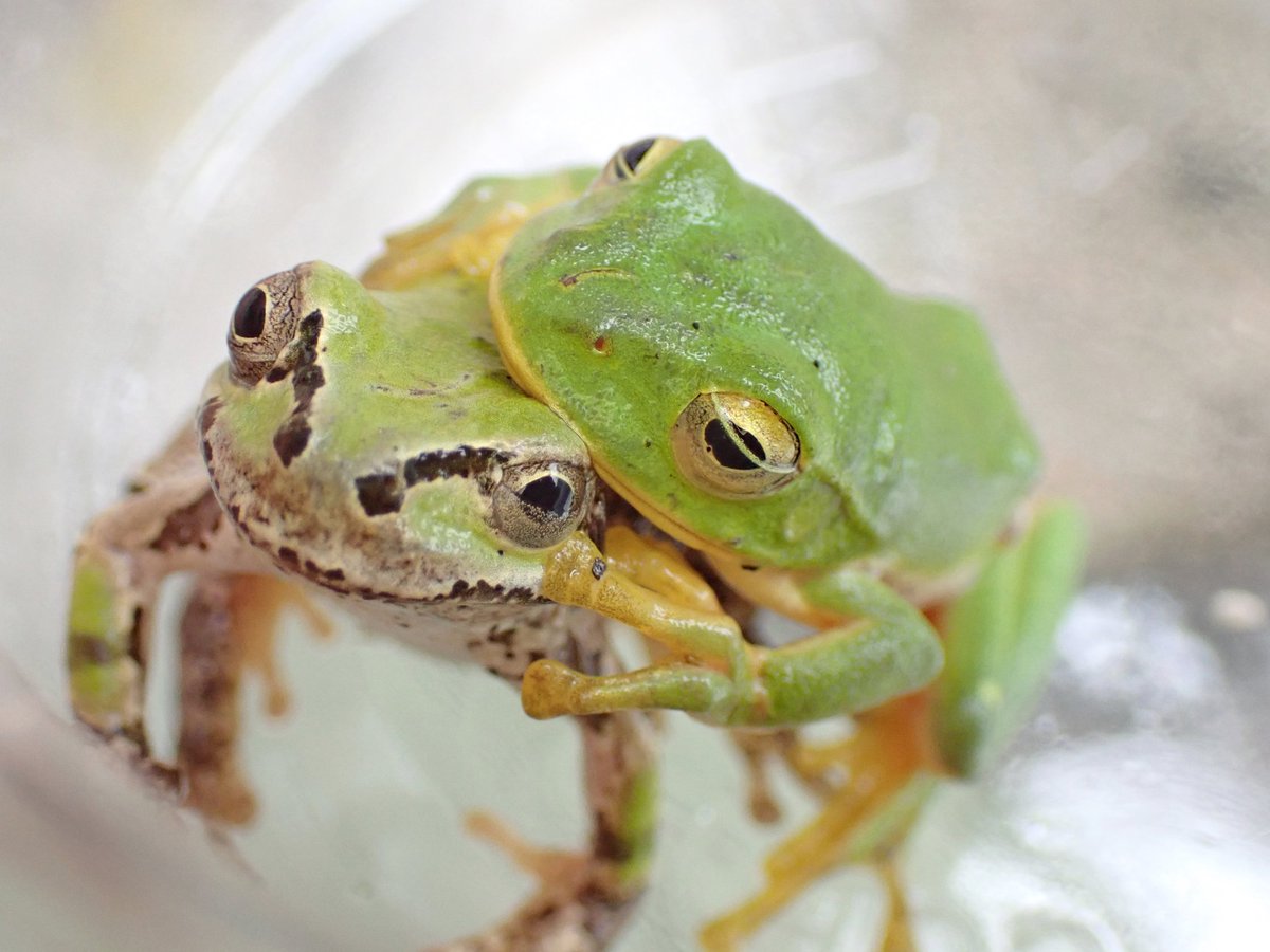 ニホンアマガエル のtwitter検索結果 Yahoo リアルタイム検索