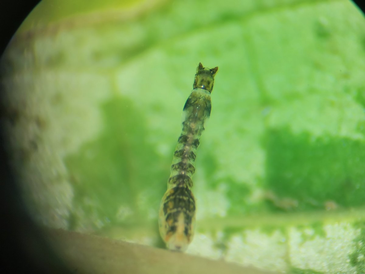 mikel_heredia's tweet photo. Working on black flies (Diptera: Simuliidae) from the Dominican Republic. Three interesting anthropophilic species are annoying pests in montaneous ecotourism places of the country. #blackflies #simulids #pests #simulium #nuisance #diptera https://t.co/k2IlDkWTSw