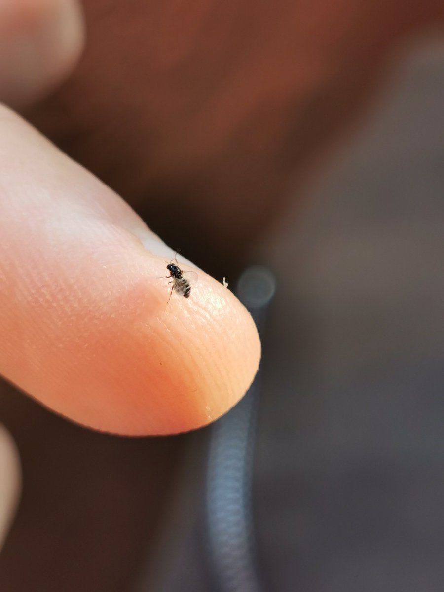 mikel_heredia's tweet photo. Working on black flies (Diptera: Simuliidae) from the Dominican Republic. Three interesting anthropophilic species are annoying pests in montaneous ecotourism places of the country. #blackflies #simulids #pests #simulium #nuisance #diptera https://t.co/k2IlDkWTSw