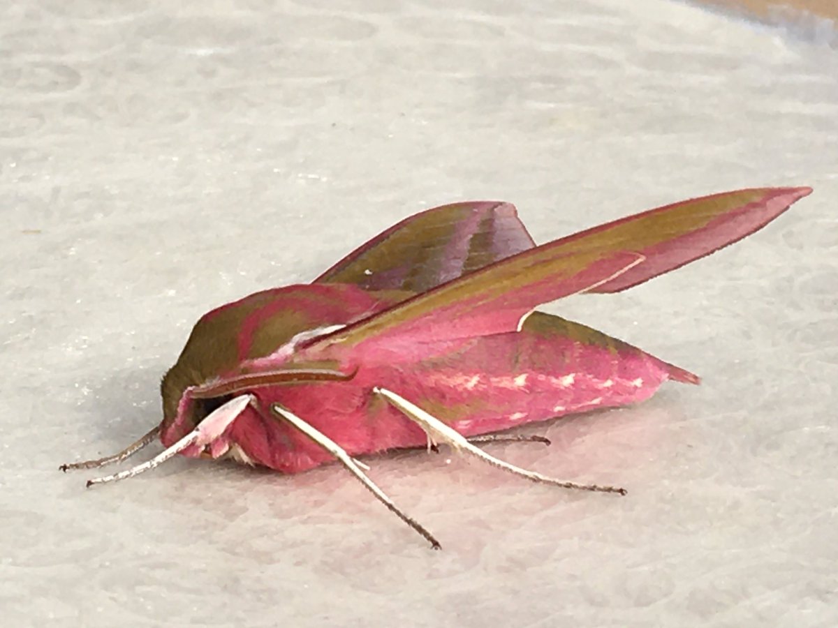 pearlysmith's tweet photo. Elephant hawkmoth from our garden moth trap this morning- #ukmoth #30dayswild #elevenseshour @WildlifeTrusts @StaffsWildlife @savebutterflies https://t.co/3NbUy9hKCs