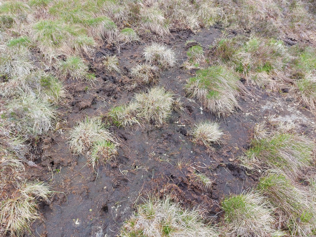 #WorldPeatlandsDay in the #WicklowMountains

Unfortunately peat erosion is happening at an alarming rate, emitting Organic Carbon to surface water, CO2 to the atmosphere, and loss of blanket bog habitat and species...