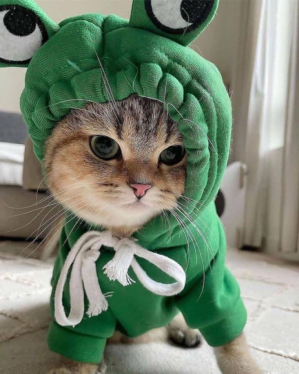 Dreamy Pets (@dreamypets) on Twitter photo 