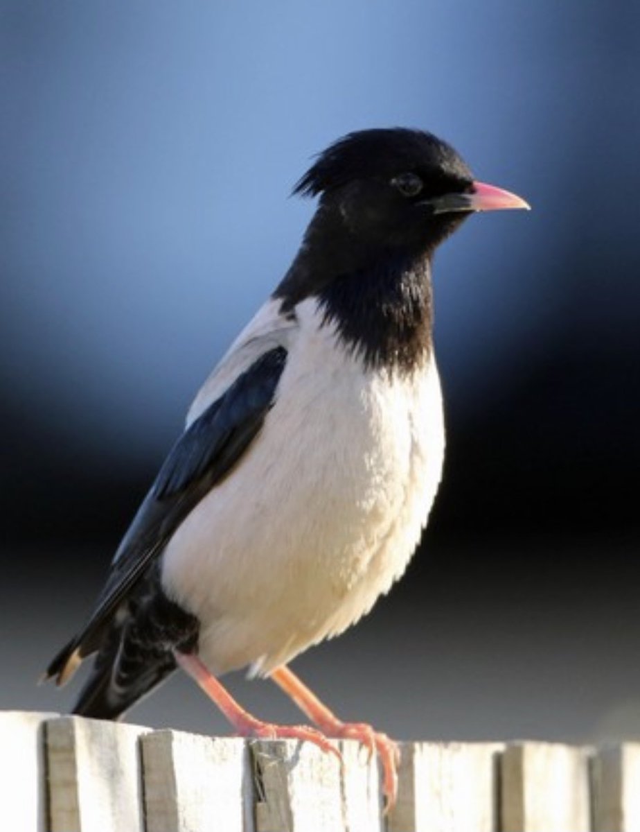 RareBirdAlertUK tweet media