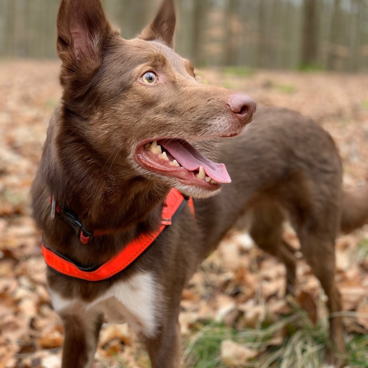 HSARDogs tweet media