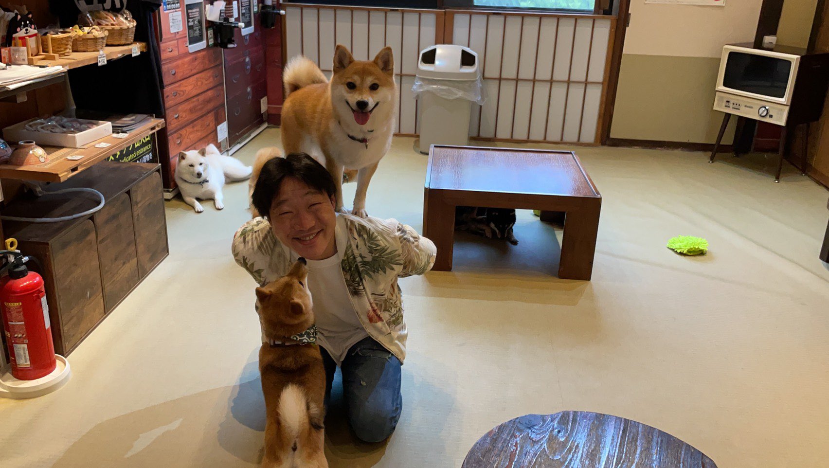 Anzen漫才 みやぞん 動物大好きです もうやられたい放題 きゃーいい 是非近々アップされるyoutubeみやゾーンご覧下さい Youtubeみやぞーん 赤ちゃんビーグル ミーヤキャット ゴールデンレトリーバー 豆柴 T Co T6pbl4ps06