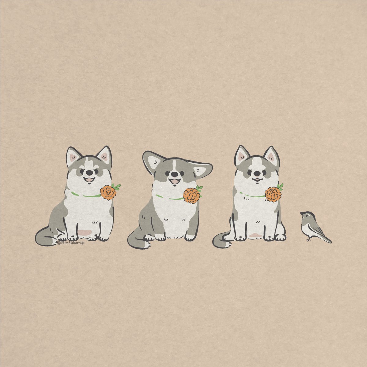 サカモトリエ イラストレーター マリーゴールドでオシャレするうちのハスキーとコーギー T Co 9hmf1j8m9c Twitter