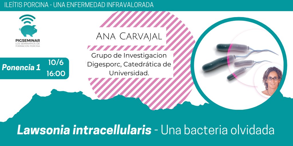 porciNews's tweet image. ⭕ ¿Conoces a nuestra primera ponente del seminario sobre #ileítis #porcina?

🎓 Ana Carvajal pertenece al grupo de investigación #DIGESPORC.

🔵 ¿AÚN NO TE HAS INSCRITO?🔵
agriseminar.com/pigseminar-ile…
EXCLUSIVO VETERINARIOS🚫
Patrocinado en exclusiva por @BoehringerES_AH