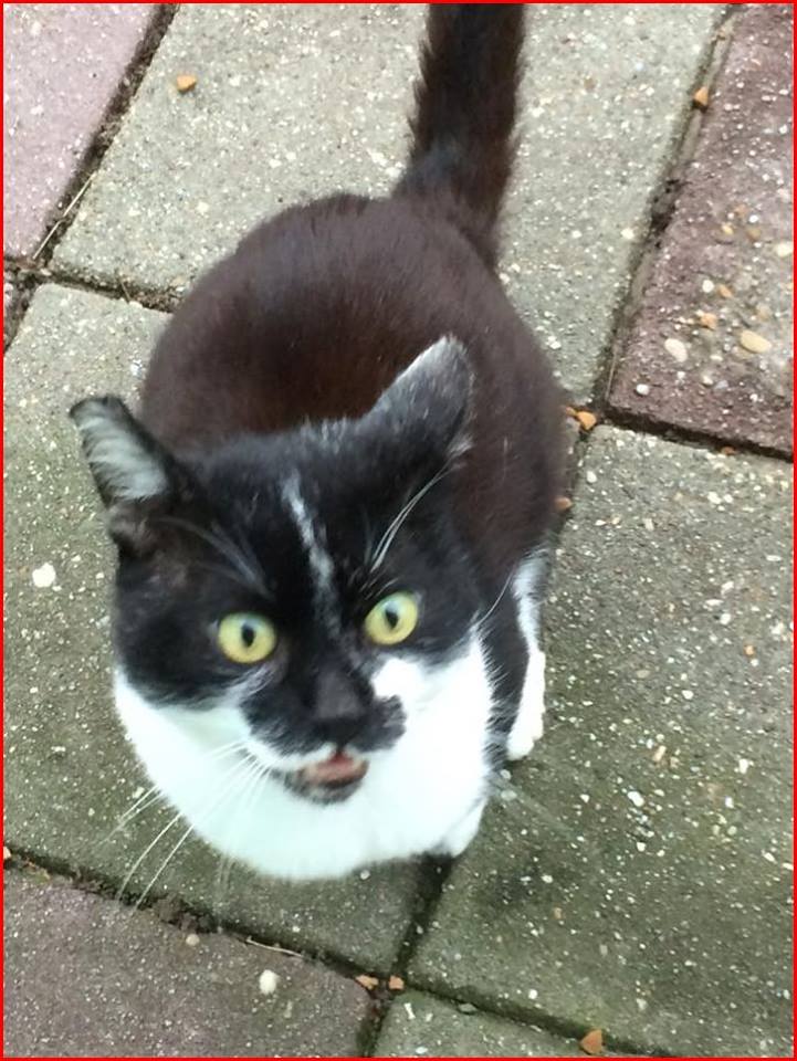 🔴💔🔴 Al heel lang VERMIST en erg gemist! 
KAT SCHREEUWERTJE
ex-kater, zwart/wit
BEILEN Ossebroeken (bij asiel uit ambulance ontsnapt)!
20/11/17 facebook.com/DeHerenigingDr…