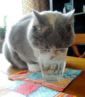 gnf as cats tweet media