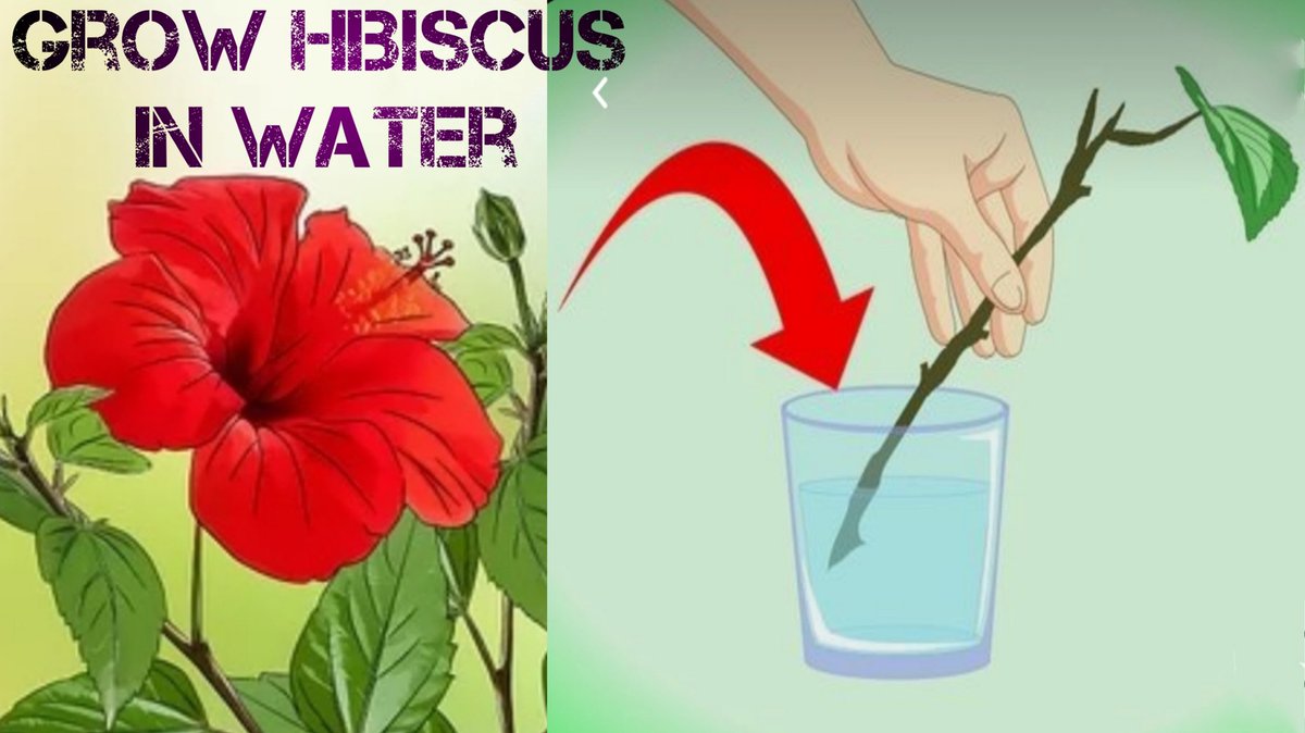 Merabagicha's tweet photo. How to grow hibiscus in water/ गुड़हल को पानी में उगाने का सबसे आसान तरीका। https://t.co/MQI45M6EdC via @YouTube https://t.co/y8fNtbiGiB