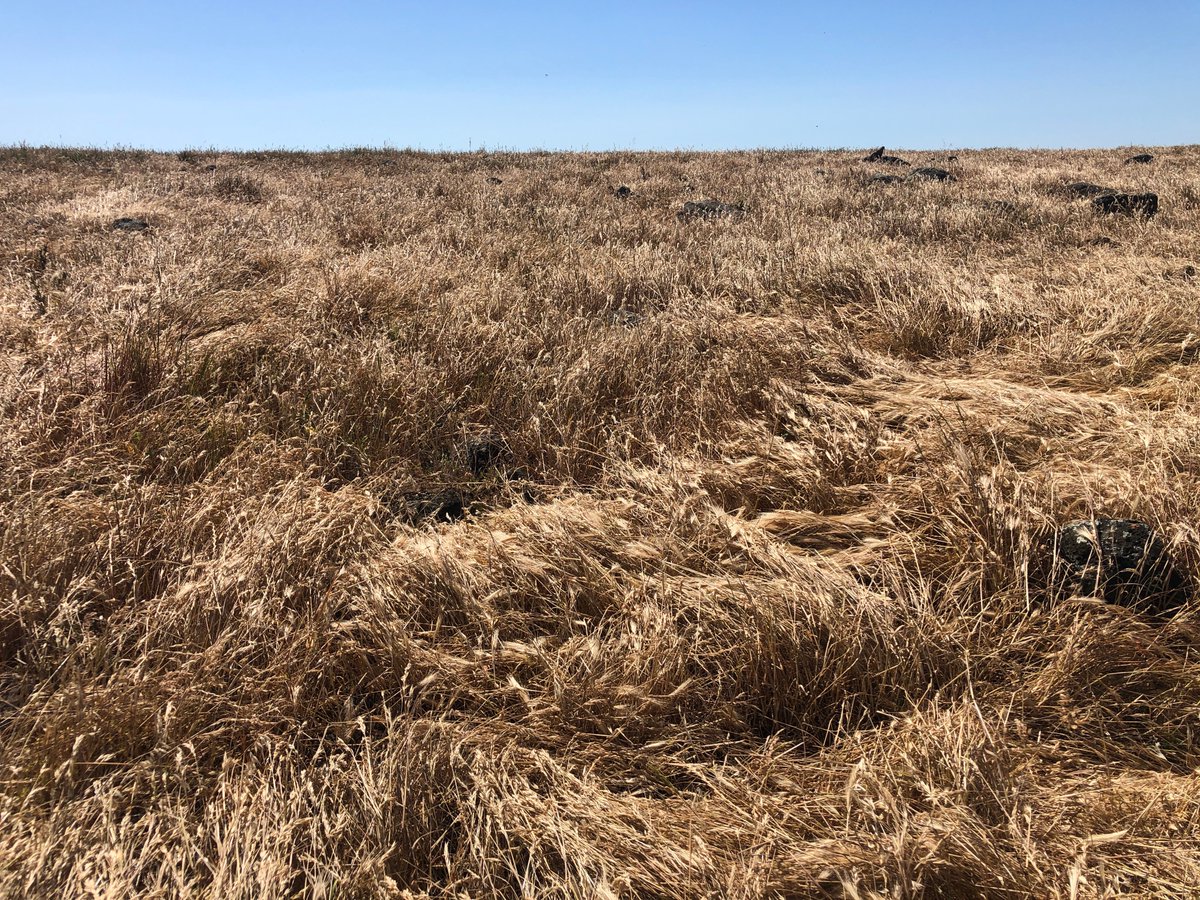 Airpacsolution's tweet photo. Check out the result photos clearly showing Agriculture drone P30 has solved the weed control difficulty on hard to reach areas such as wet area, rocky and steep terrains

#weedcontrol #weed #agriculture #broadacre #smartagriculture #sprayingdrone #aerialapplication #aerialspray https://t.co/8fZh1YSvag