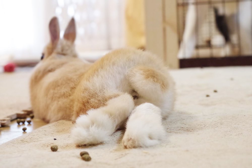 うさぎの足の裏 Twitter Search Twitter