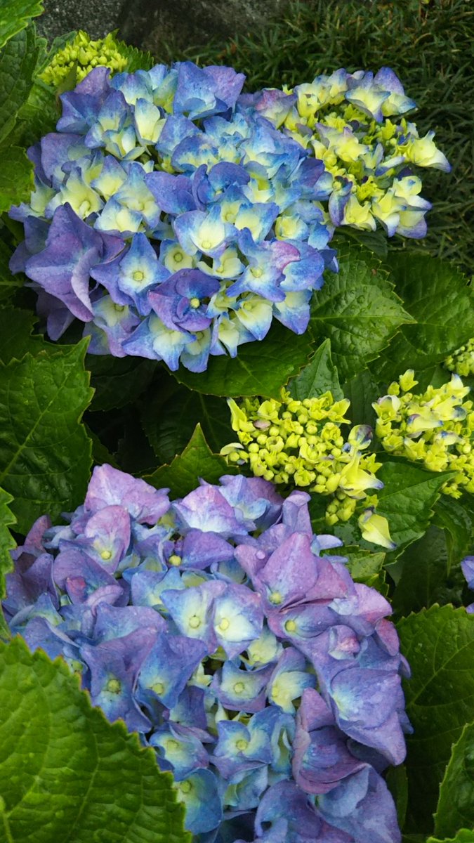 こじやん 6月3日の誕生花 アジサイ 紫陽花 別名 ハイドランジア アジサイ科 花言葉 移り気 冷淡 高慢 辛抱強さ 今日の一句 夕風や水口に置く余り苗 加古宗也 こじやん 6月3日の誕生花 アジサイ 紫陽花 別名 ハイドランジア アジサイ科 花言葉 移り気 冷淡 高慢 辛抱強さ 今日の一句 夕風や水口に置く余り苗 加古宗也