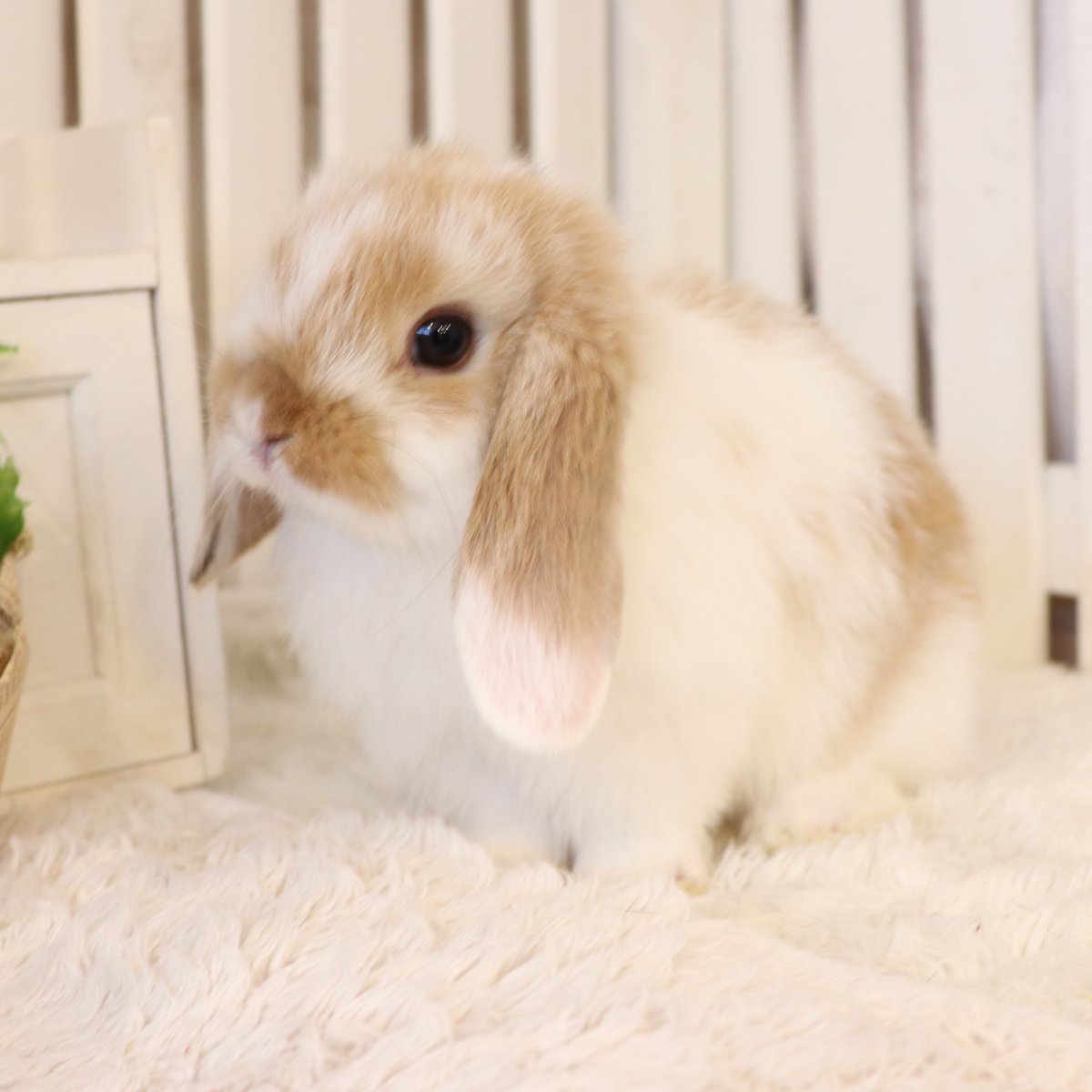 うさぎ専門店ラビットリンク Rabbitlink2 Twitter