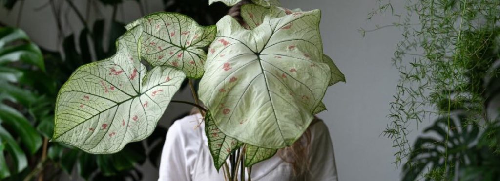 🔎 ¡Mira lo que he encontrado!
Consejos para decorar con variedades de Caladium - verdecora.es/blog/decorar-c… 
#plantas #decoración #natural #cuidados