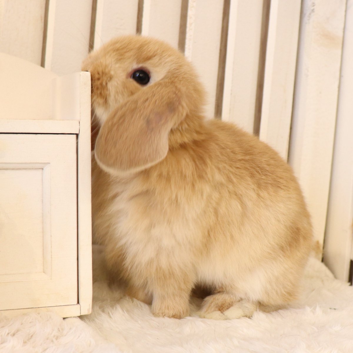 うさぎ専門店ラビットリンク Rabbitlink2 Twitter