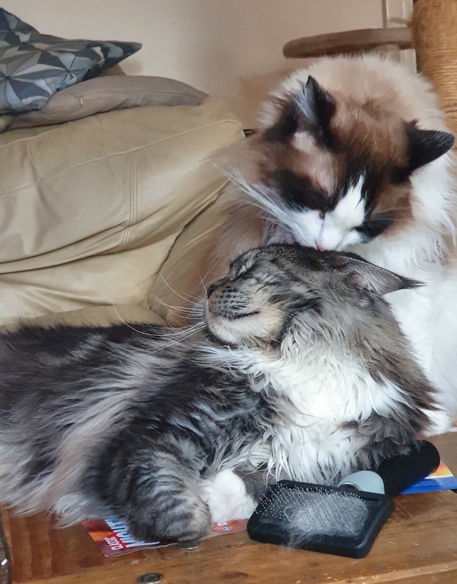 HudsonHicksCat's tweet photo. Huds "meeks you stinks"

#CatsOfTheQuarantine #Catsoftwitter #CatsOnTwitter https://t.co/feO9tdAyC5
