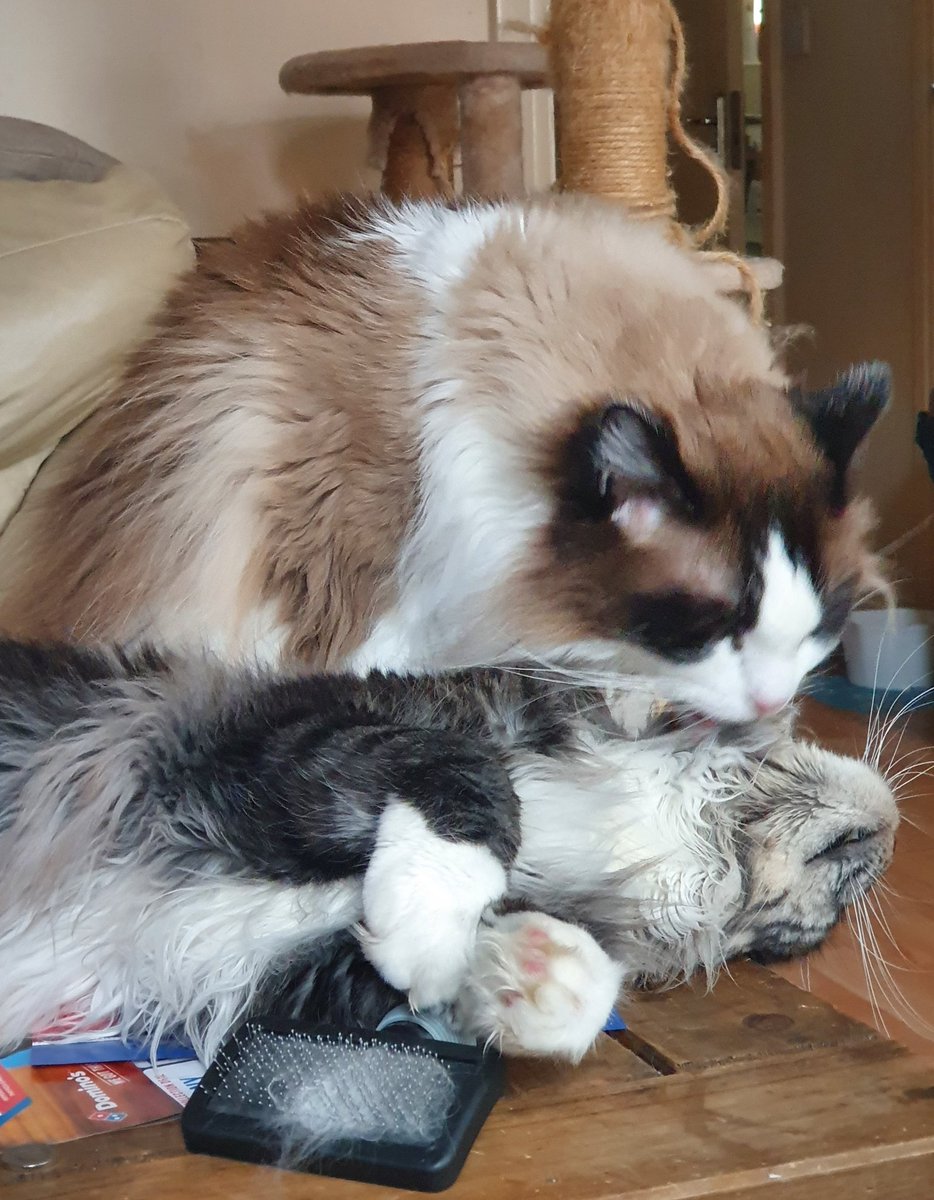 Huds "meeks you stinks"

#CatsOfTheQuarantine #Catsoftwitter #CatsOnTwitter
