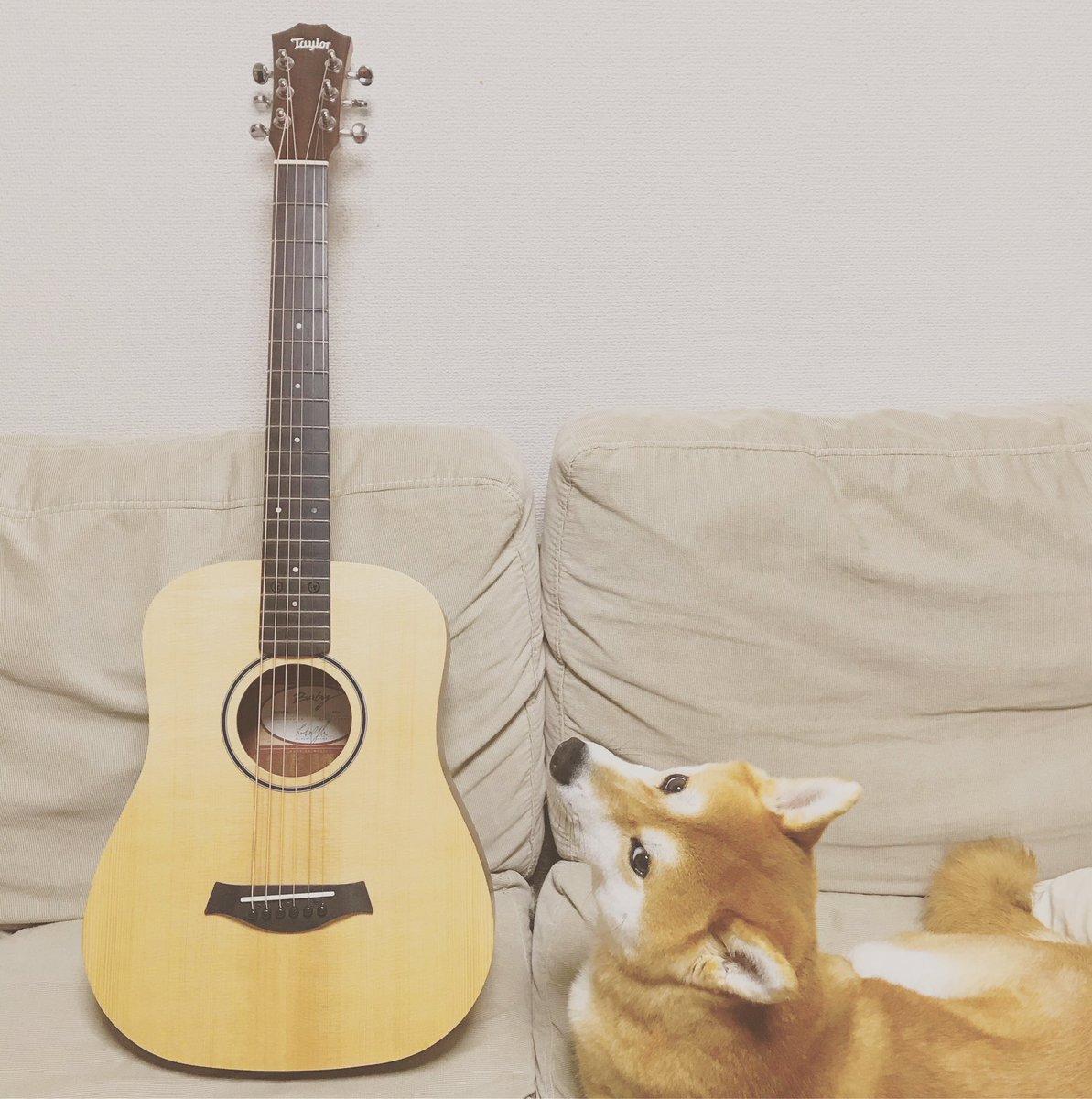 たぶん50年ぶりの投稿…🦩
メインで使ってるギターが入院されたので、サブちゃんにベイビーテイラーちゃんをお迎えしました。チープなラジカセのような音が私の心をグッと掴みました。#小さいのにテイラーらしい音も聴こえる#リビングギター#真夜中のギター#taylorguitars#babytaylor