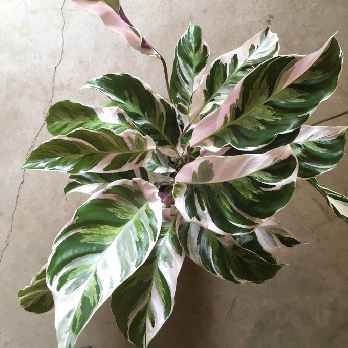 ウンベラータの植え替えをしました 植え替え時期と方法 Vege Rhythm
