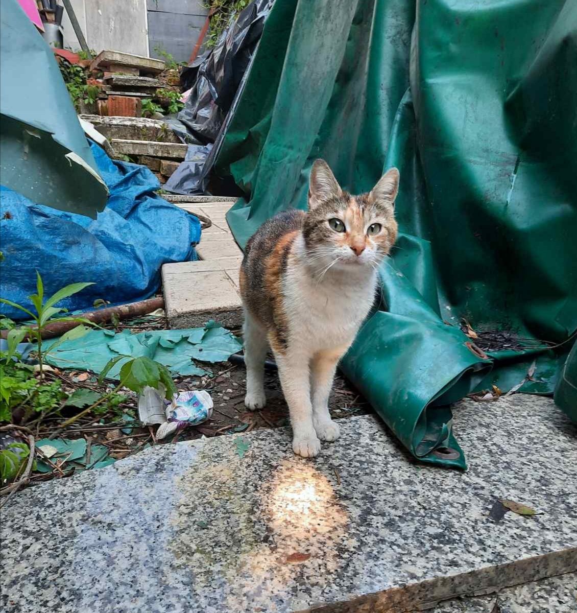 unjazasanje23's tweet photo. HITNO POTREBAN DOM za dva mačeta i mamu! 
Sklonila ih je ispod ovih dasaka i cigli i pored toga što nije sigurno, nisu ni tu poželjne i ljudi traže da se sklone odatle.Imamo par dana da im nađemo dom,ajde ljudi da probamo. Mama će biti sterilisana sl nedelje. RT! RT! @VioletaCvet https://t.co/7ATmfY46bB