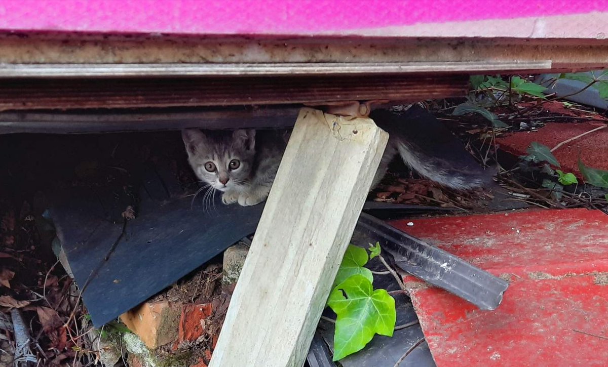 unjazasanje23's tweet photo. HITNO POTREBAN DOM za dva mačeta i mamu! 
Sklonila ih je ispod ovih dasaka i cigli i pored toga što nije sigurno, nisu ni tu poželjne i ljudi traže da se sklone odatle.Imamo par dana da im nađemo dom,ajde ljudi da probamo. Mama će biti sterilisana sl nedelje. RT! RT! @VioletaCvet https://t.co/7ATmfY46bB