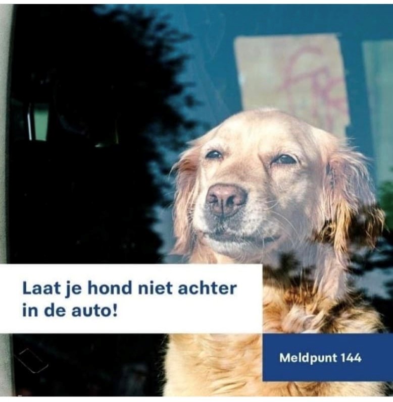 Hond in auto... Ook als een auto in de schaduw staat en ramen deels open wordt het binnen al gauw ondragelijk warm. Staat de auto in de zon kan de temperatuur al binnen 10 minuten oplopen tot 80 graden Celsius.^LH