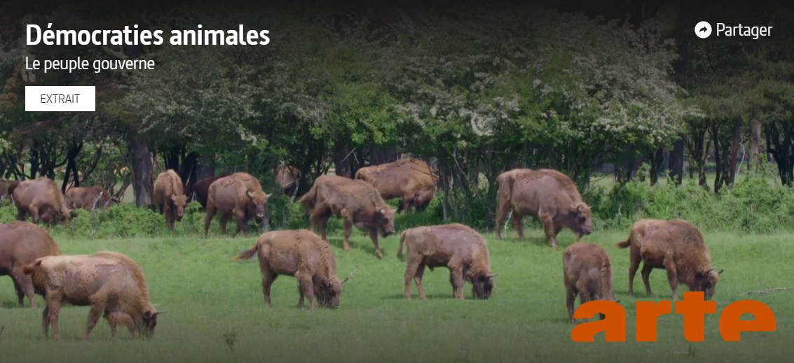 cedricsueur's tweet photo. Découvrez nos recherches sur la démocratie chez les bisons, chevaux, cervidés dans ce premier reportage diffusé à partir du 11 juin sur la plateforme d'@ARTEfr .
https://t.co/hwyeM8rD55 https://t.co/FXA5aCOmWm