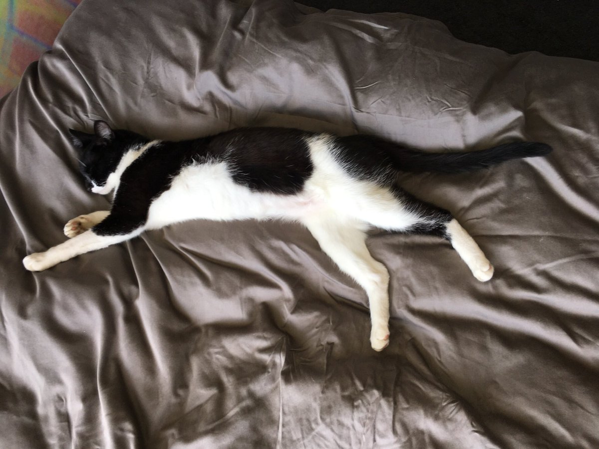 DiscussDocPod's tweet photo. @susie_dent I've got "Clinomania" leave me alone silly human https://t.co/q1HtPaWvGs