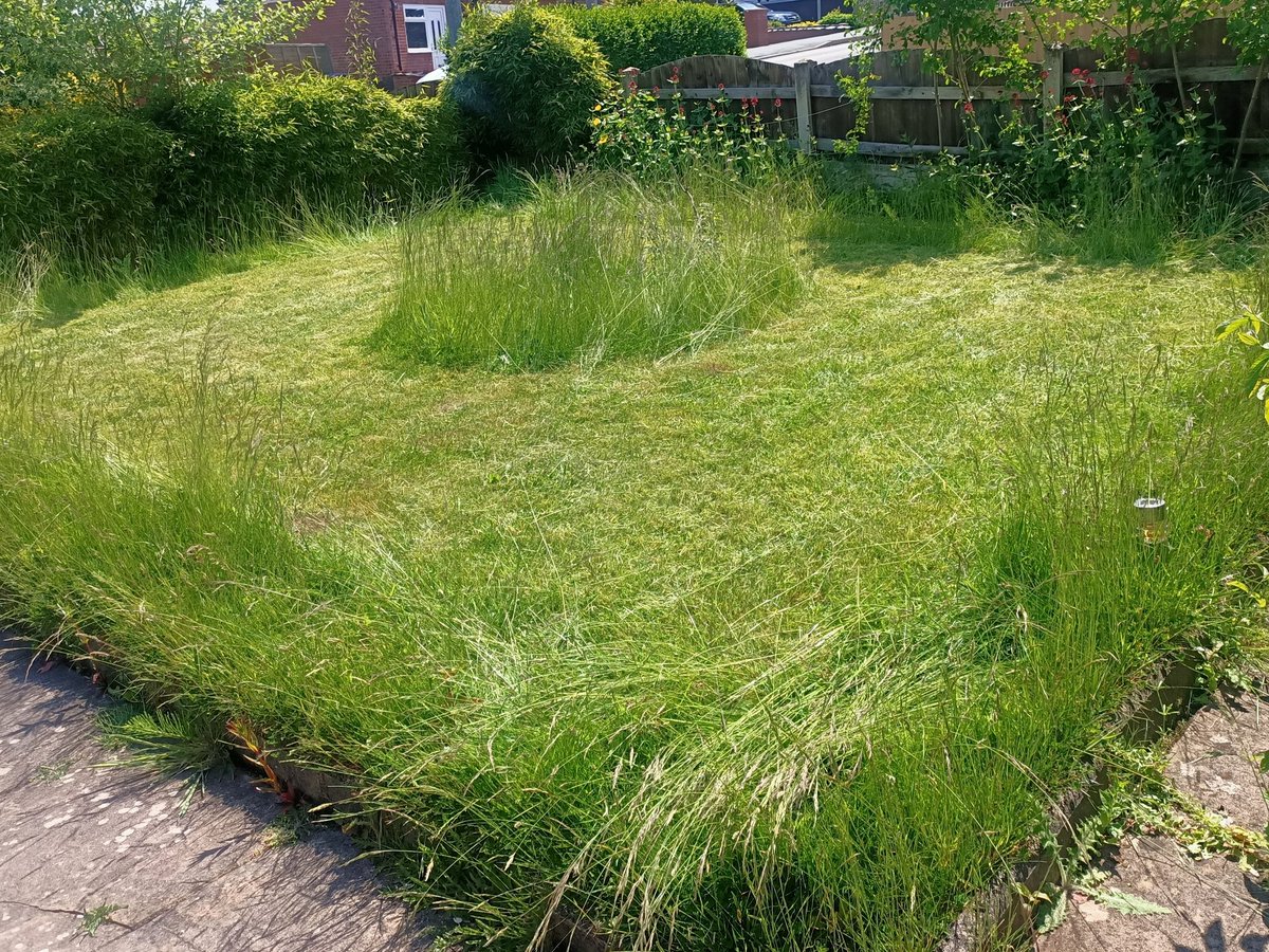 EngineeredSpace's tweet photo. Although #NoMowMay is over I don't want to part with my wild garden. It's rented accommodation so I've compromised 😊 

#WildGarden #Wildflowers #NoMow #SayNoToTheMow #SayNoToLawns #Biodiversity https://t.co/Ugf7dlzaM5